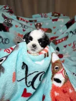 Penny , a female Shih Tzu for sale in Phoenix, AZ – 4 of 4
