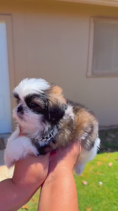 Gizmo, a male Shih Tzu for sale in Phoenix, AZ – 6 of 6