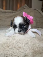 Maisie, a female Shih Tzu for sale in Phoenix, AZ – 5 of 7