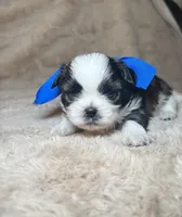 Gizmo , a male Shih Tzu for sale in Phoenix, AZ – 1 of 6