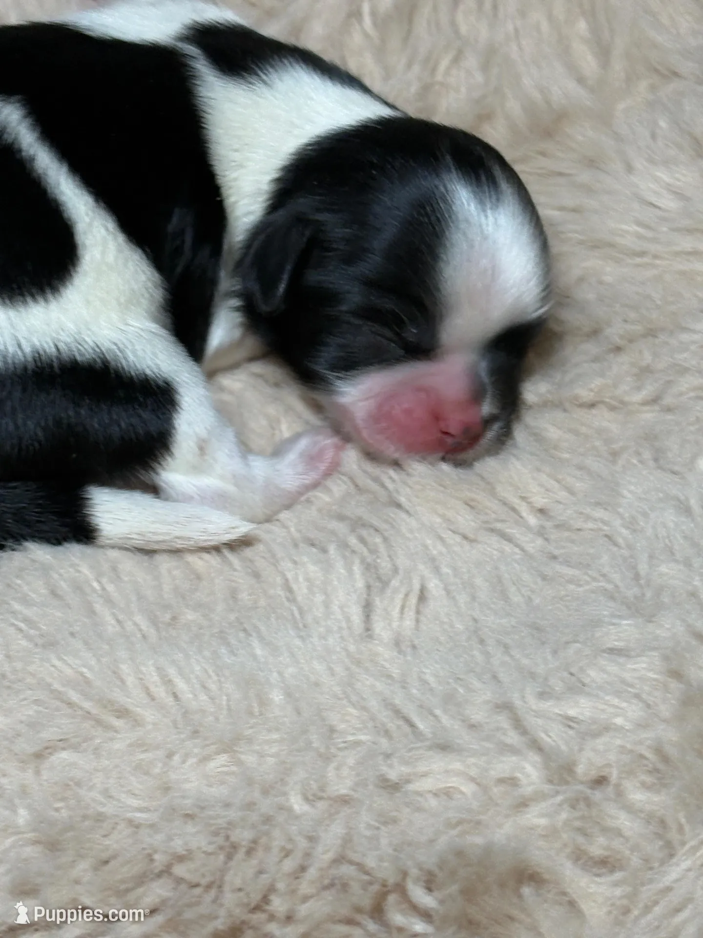 Max  – Shih Tzu puppy for sale in Phoenix, AZ