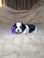 Celine, a female Shih Tzu for sale in Phoenix, AZ – 6 of 8
