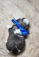Gizmo , a male Shih Tzu for sale in Phoenix, AZ – 2 of 6