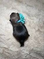 Eleanor, a female Shih Tzu for sale in Phoenix, AZ – 6 of 6