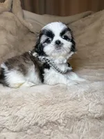 Gizmo, a male Shih Tzu for sale in Phoenix, AZ – 5 of 6
