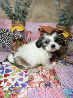 Sugar, a female Shih Tzu for sale in Phoenix, AZ – 5 of 5