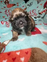 Bruno, a male Shih Tzu for sale in Phoenix, AZ – 3 of 5