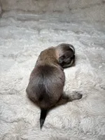 Malachi, a male Shih Tzu for sale in Phoenix, AZ – 4 of 4