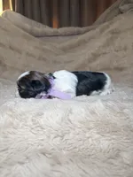 Celine, a female Shih Tzu for sale in Phoenix, AZ – 7 of 8