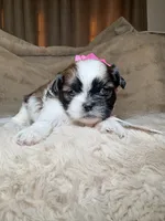 Maisie, a female Shih Tzu for sale in Phoenix, AZ – 1 of 7