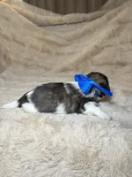 Gizmo , a male Shih Tzu for sale in Phoenix, AZ – 6 of 6
