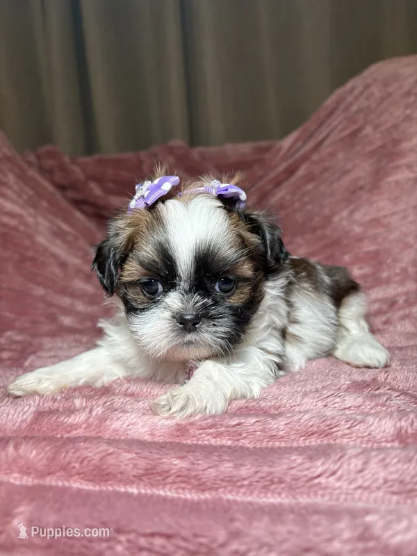 Maisie – Shih Tzu puppy for sale in Phoenix, AZ