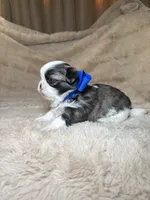 Gizmo , a male Shih Tzu for sale in Phoenix, AZ – 5 of 6