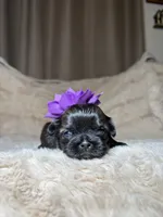 June , a female Shih Tzu for sale in Phoenix, AZ – 5 of 5