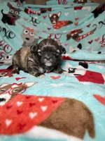 Ares, a male Shih Tzu for sale in Phoenix, AZ – 4 of 4