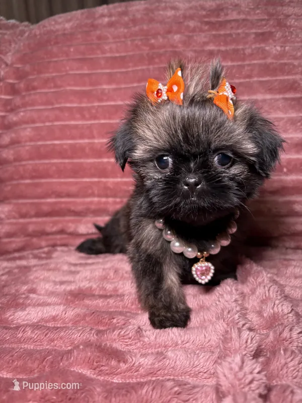 June  – Shih Tzu puppy on hold in Phoenix, AZ