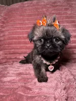 June , a female Shih Tzu for sale in Phoenix, AZ – 1 of 4
