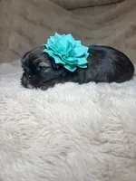 Eleanor, a female Shih Tzu for sale in Phoenix, AZ – 5 of 6