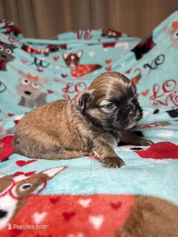 Bruno – Shih Tzu puppy for sale in Phoenix, AZ