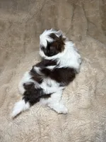 Cooper, a male Shih Tzu for sale in Phoenix, AZ – 4 of 5