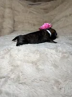 Adaline, a female Shih Tzu for sale in Phoenix, AZ – 3 of 5