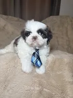 Cooper, a male Shih Tzu for sale in Phoenix, AZ – 3 of 5
