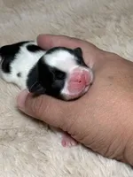 Charlie, a male Shih Tzu for sale in Phoenix, AZ – Photo 4 of 5