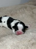 Charlie, a male Shih Tzu for sale in Phoenix, AZ – Photo 2 of 5