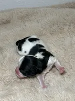 Charlie, a male Shih Tzu for sale in Phoenix, AZ – Photo 5 of 5