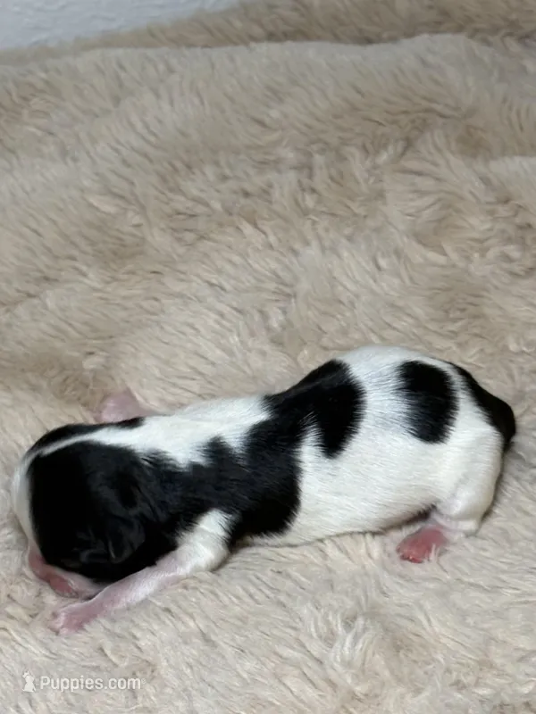 Charlie – Shih Tzu puppy for sale in Phoenix, AZ