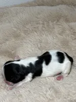 Charlie, a male Shih Tzu for sale in Phoenix, AZ – Photo 1 of 5