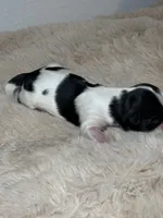 Charlie, a male Shih Tzu for sale in Phoenix, AZ – Photo 3 of 5