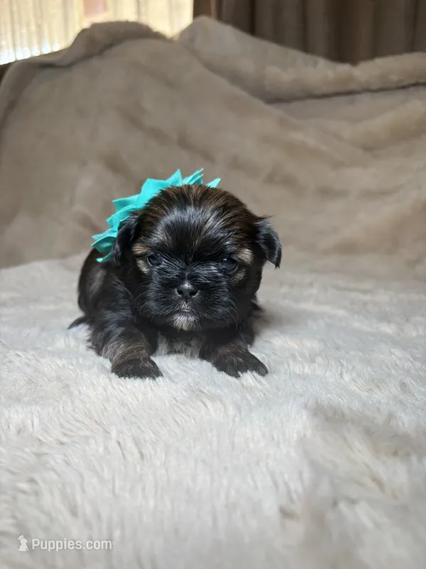 Eleanor – Shih Tzu puppy for sale in Phoenix, AZ