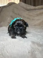 Eleanor, a female Shih Tzu for sale in Phoenix, AZ – 1 of 6