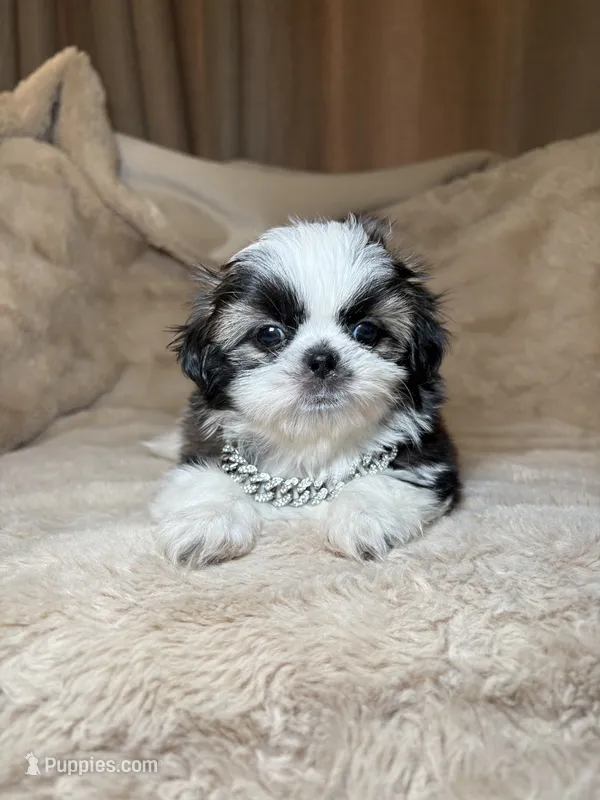 Gizmo – Shih Tzu puppy for sale in Phoenix, AZ
