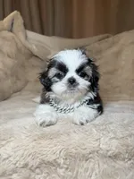 Gizmo, a male Shih Tzu for sale in Phoenix, AZ – 1 of 6