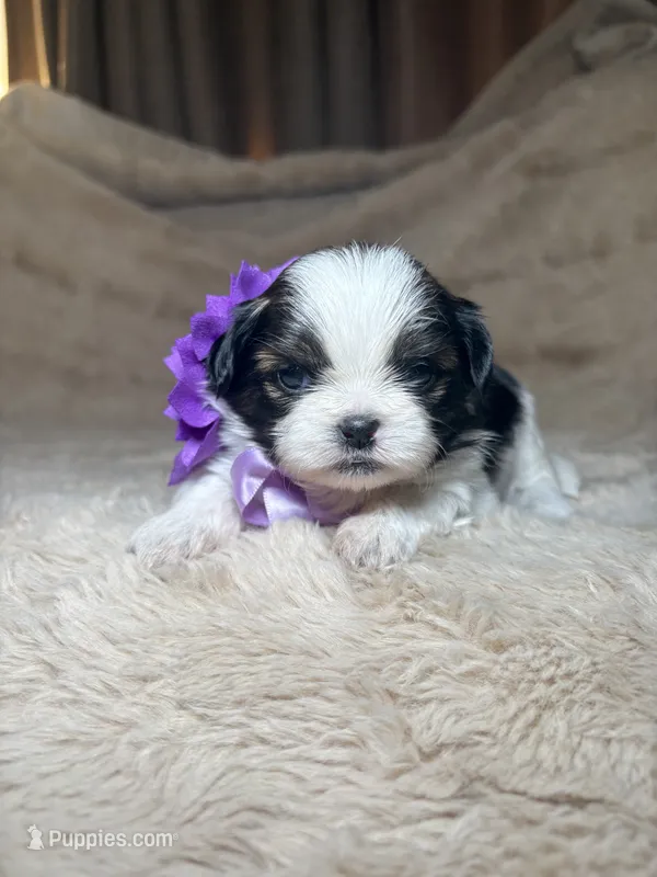 Celine – Shih Tzu puppy for sale in Phoenix, AZ