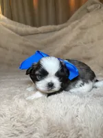 Gizmo , a male Shih Tzu for sale in Phoenix, AZ – 3 of 6