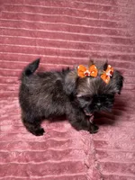 June , a female Shih Tzu for sale in Phoenix, AZ – 2 of 4