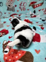Penny , a female Shih Tzu for sale in Phoenix, AZ – 3 of 4