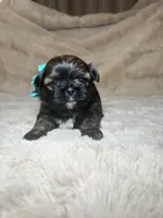 Eleanor, a female Shih Tzu for sale in Phoenix, AZ – 3 of 6