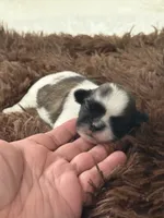 Zeus, a male Shih Tzu for sale in Phoenix, AZ – 1 of 4