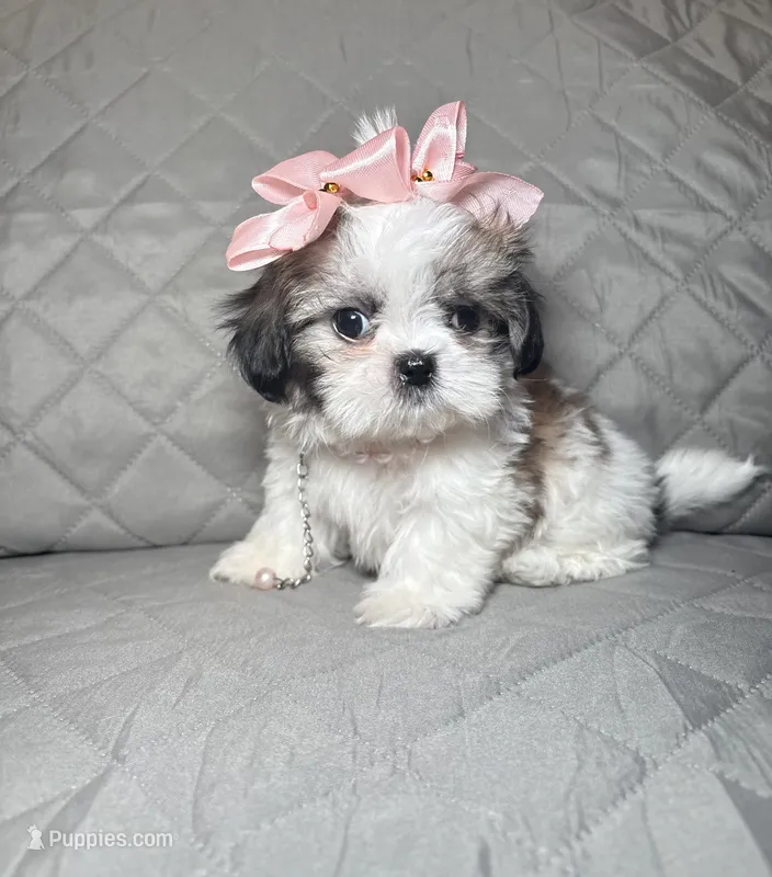 Sugar – Shih Tzu puppy for sale in Phoenix, AZ