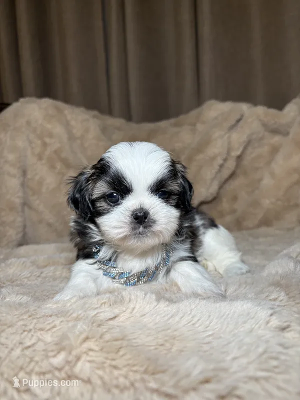 Gizmo  – Shih Tzu puppy for sale in Phoenix, AZ