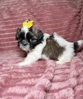 Dove, a female Shih Tzu for sale in Phoenix, AZ – 4 of 5