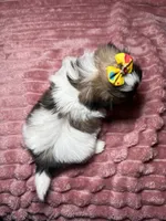 Dove, a female Shih Tzu for sale in Phoenix, AZ – 5 of 5