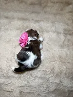 Maisie, a female Shih Tzu for sale in Phoenix, AZ – 7 of 7