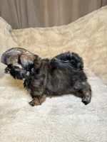 Lady, a female Shih Tzu for sale in Phoenix, AZ – 4 of 4