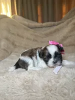 Maisie, a female Shih Tzu for sale in Phoenix, AZ – 3 of 7