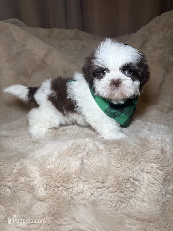 Cooper – Shih Tzu puppy for sale in Phoenix, AZ